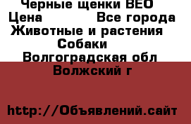 Черные щенки ВЕО › Цена ­ 5 000 - Все города Животные и растения » Собаки   . Волгоградская обл.,Волжский г.